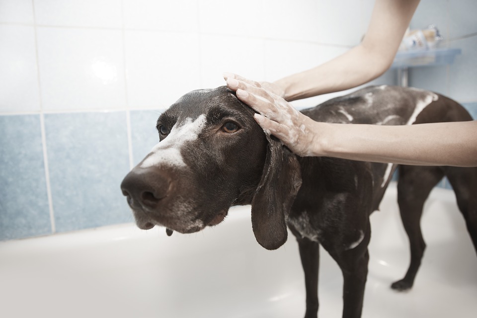 chien bain.jpg