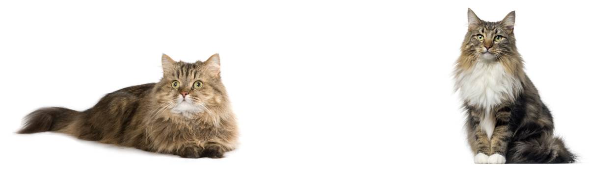 Shampoing Pour Chat Norvegien