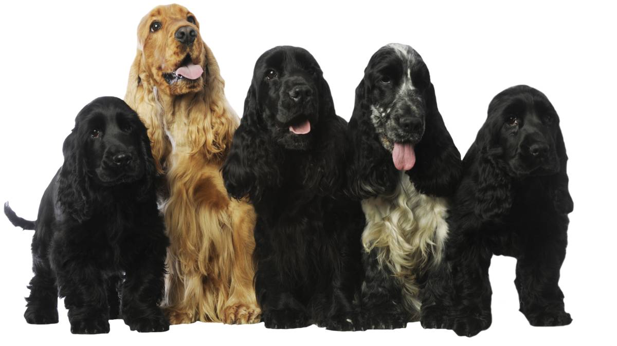 Shampoing Pour Spaniel Shampoing Pour Spaniel